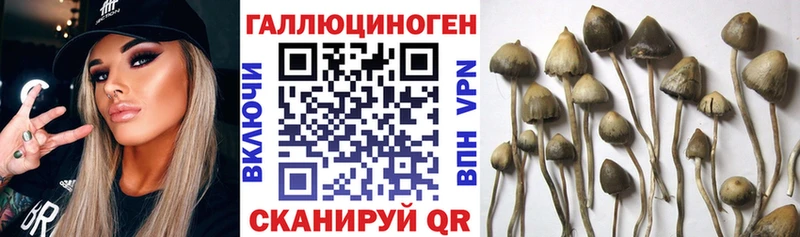 Псилоцибиновые грибы Psilocybine cubensis  дарнет шоп  Выкса 